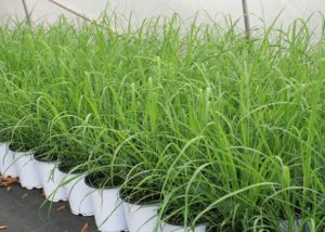 Southern Gardening: Use lemongrass as annual or perennial