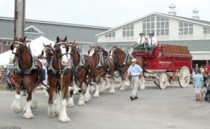 A look at the famous Budweiser Clydesdales