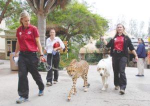 Dogs cross species barrier, help cheetahs survive