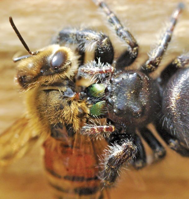 Photo: Honeybee & Jumping spider