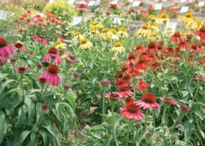 Southern Gardening: Next spring, plant three flowers for summer color