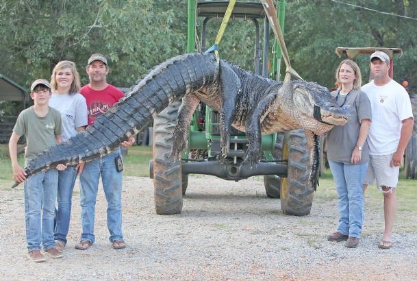 Alabama hunters haul in 1,000-pound gator