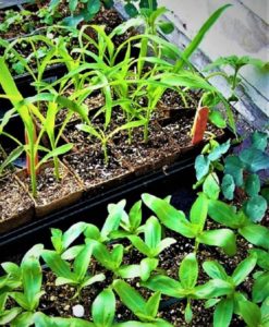 In the garden with Felder: Advice for success with seedlings