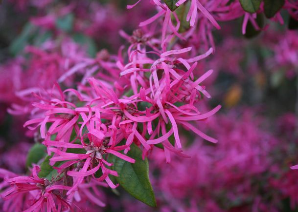 Southern Gardening: This spring demonstrates advantages of loropetalum