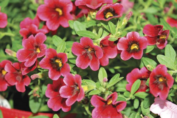 Southern Gardening: Include Superbells in flowerbeds for color