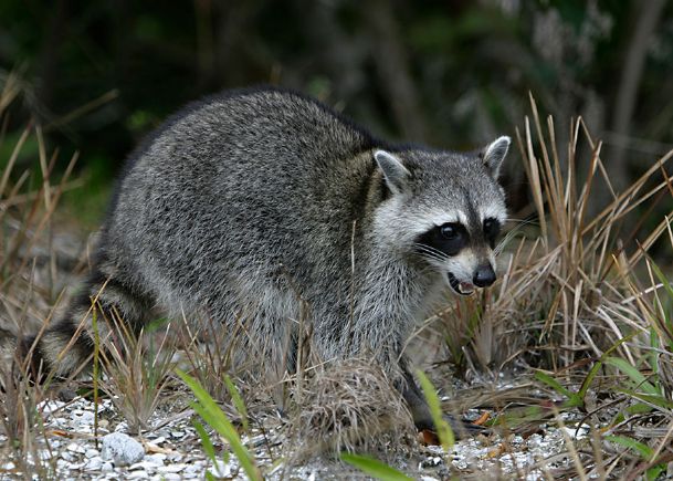 Extension outdoors: People and wildlife can coexist in urban areas