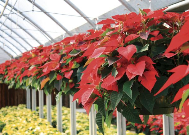 Southern Gardening: Poinsettia choices are ready for Christmas