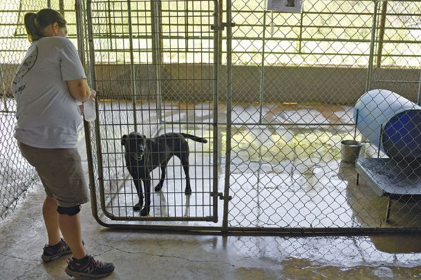 Cooling off hot dogs: West Point animal shelter collecting Gatorade bottles to freeze water for canines during summer