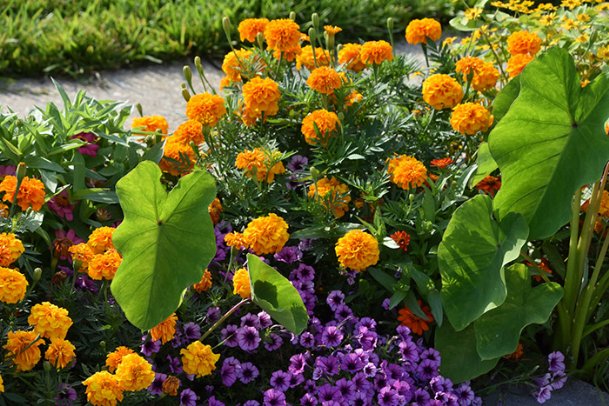 Gary Bachman: Mari-mums are marvelous for fall landscapes, gardens