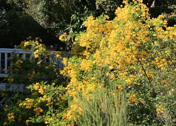 Southern Gardening: Winter cassia brings late-season blooms