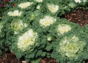 Southern Gardening: Try these kale varieties for colorful, edible gardens