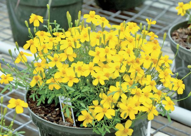 Southern Gardening: Unappreciated marigolds are dependable, colorful