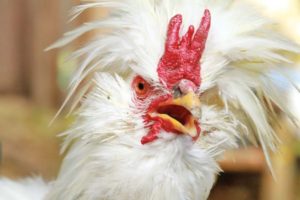 Judge says crowing Oregon rooster must go