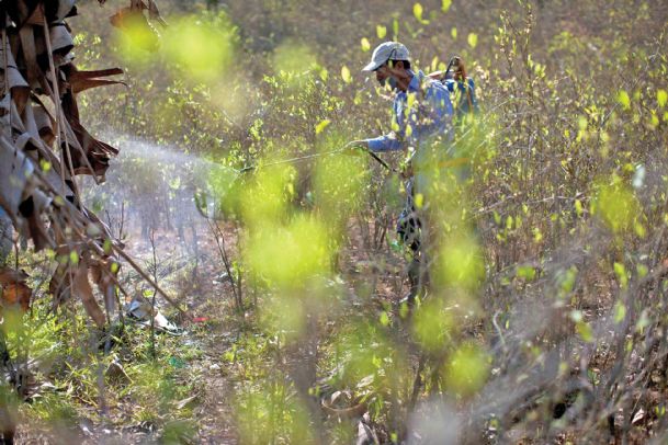 Peru postpones coca crop destruction