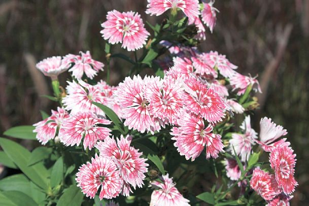 Southern gardening: Dianthus spice up fall gardens, salads