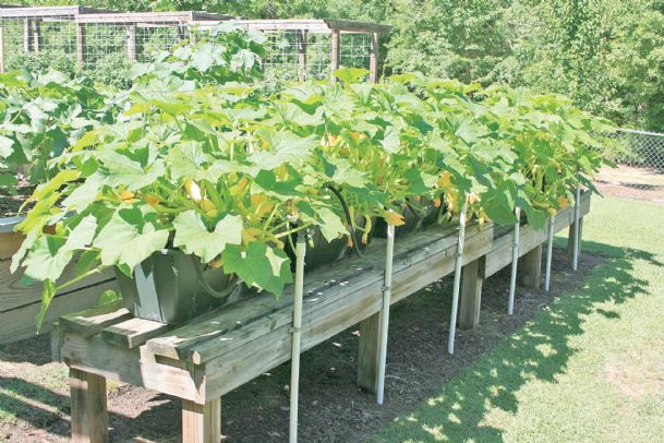 Southern Gardening: Use container gardening for vegetable production