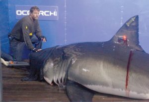 Researchers tag great white sharks off Cape Cod