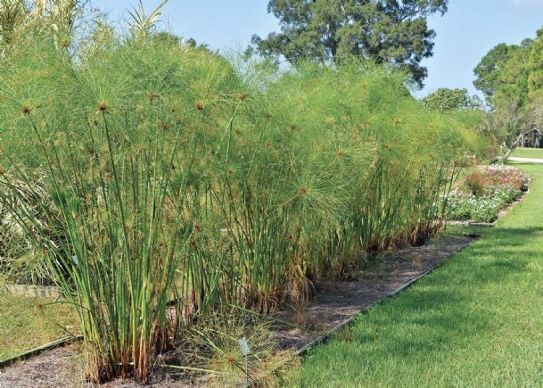 Southern Gardening: Ancient papyrus performs in Mississippi gardens