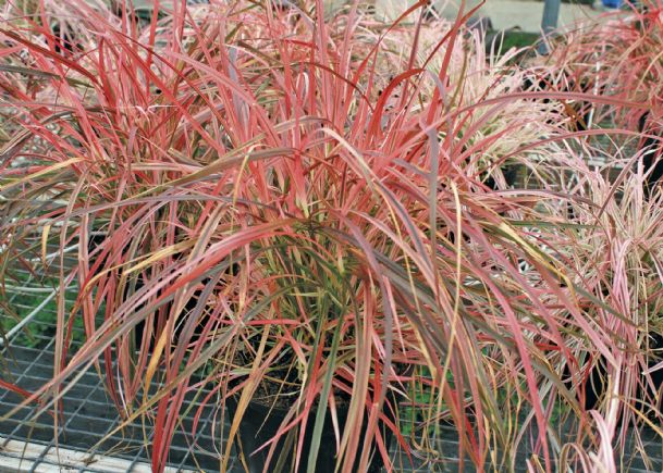 Southern Gardening: Ornamental grasses give four seasons of interest