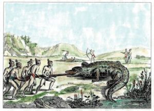 Ask Rufus: The alligator in Southern history