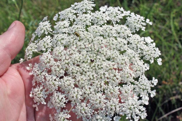 Southern Gardening: Queen Anne’s Lace thrives in landscapes