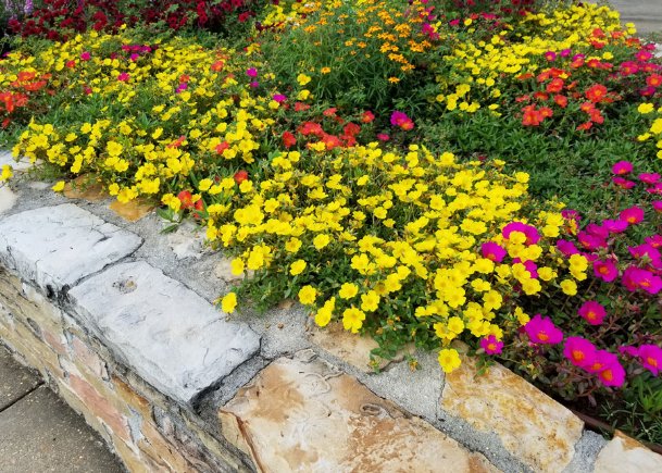 Southern Gardening: Use flowers that create mats of color in gardens