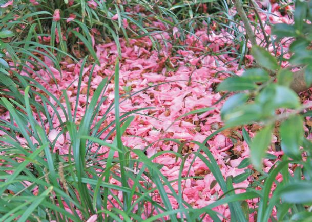 Southern Gardening: Naturally occurring mulch can be pretty and useful