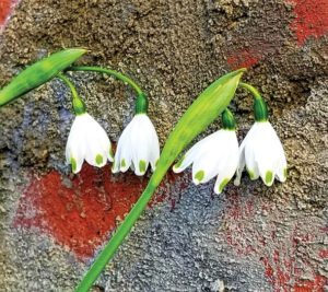 Ask Rufus: Snowdrops, Harbinger of Spring and Hope