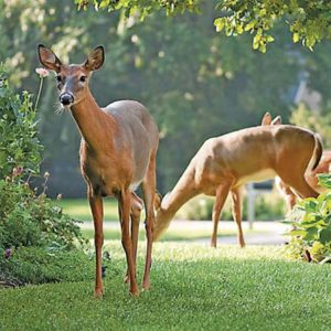 Deer in city limits a growing problem