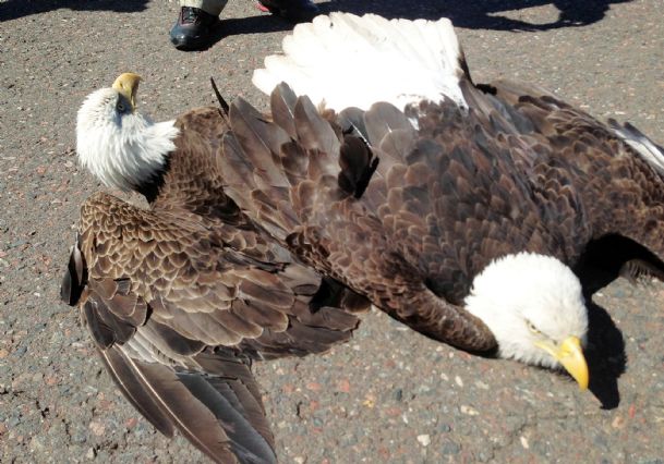 Fighting eagles crash land on airport runway