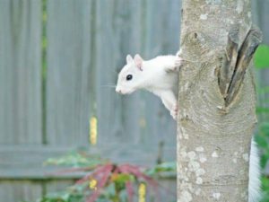 Photo: A squirrel of a different color