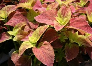 Southern Gardening: Include sun coleus in Mississippi gardens