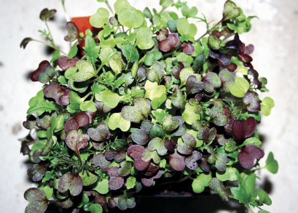 Southern Gardening: Microgreens are nutritious, grow quickly indoors