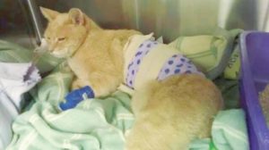 Alaska town roots for feline mayor attacked by dog