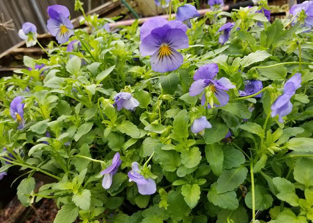 Southern Gardening: Use Cool Wave pansies for lasting winter color