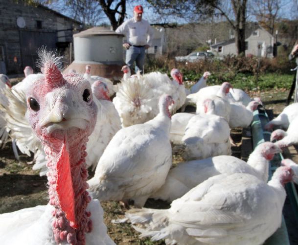 Tipsy turkeys: Birds fed beer for flavor, size