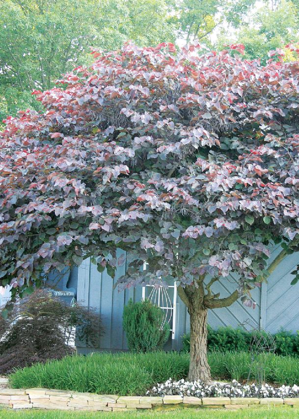 Southern Gardening: Redbuds make bold color statement in early spring