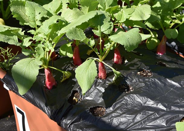 Southern Gardening: A years-long search leads to Long Beach Red radish