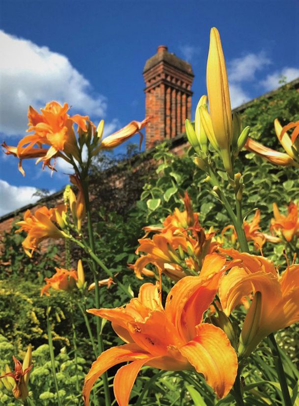 In the garden with Felder: Daylily among most popular plants in the world