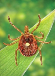 Bad bite: A tick can make you allergic to red meat