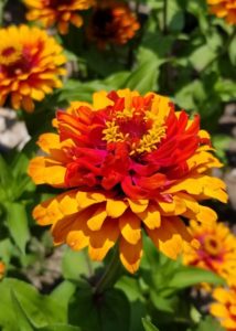 Southern Gardening: Zinnia elegans are ideal flowers for summertime