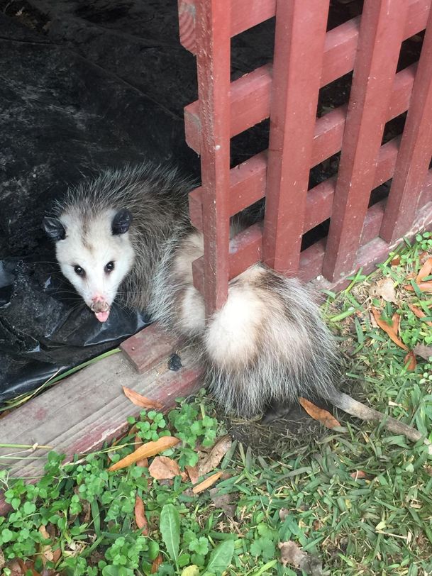 Partial to Home: Possums under the house