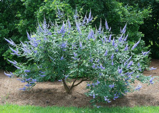 Southern Gardening: Vitex offers rare true-blue blooms in state landscapes