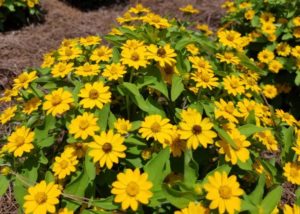 Southern Gardening: Melampodium is a garden must-have
