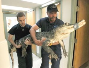 Gator taken from Ohio home, video showed taunts