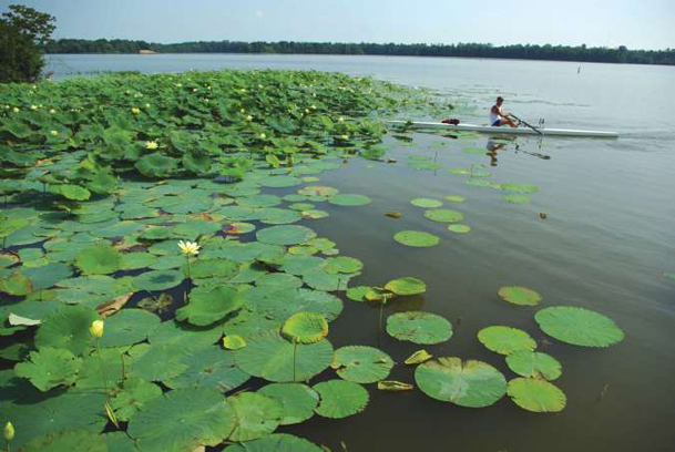 Waterworld: Local sculling enthusiasts are outside the box and on the water