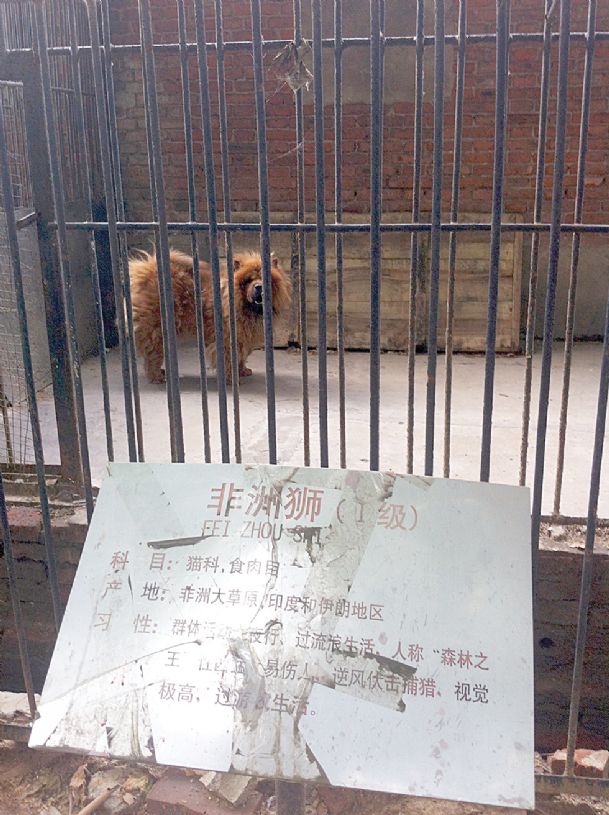 Lyin’ den? China zoo replaces big cat with big dog