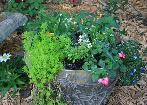 Southern Gardening: Succulent lemon sedum thrive in sunny locations