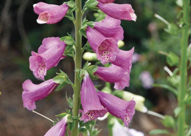 Southern Gardening: Foxgloves provide dramatic impacts