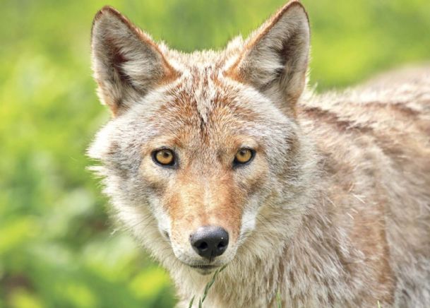 Experts: Coyotes not a Golden Triangle problem